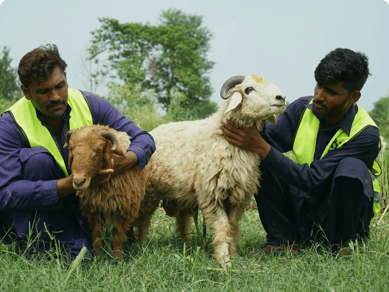 Rizq Breeds