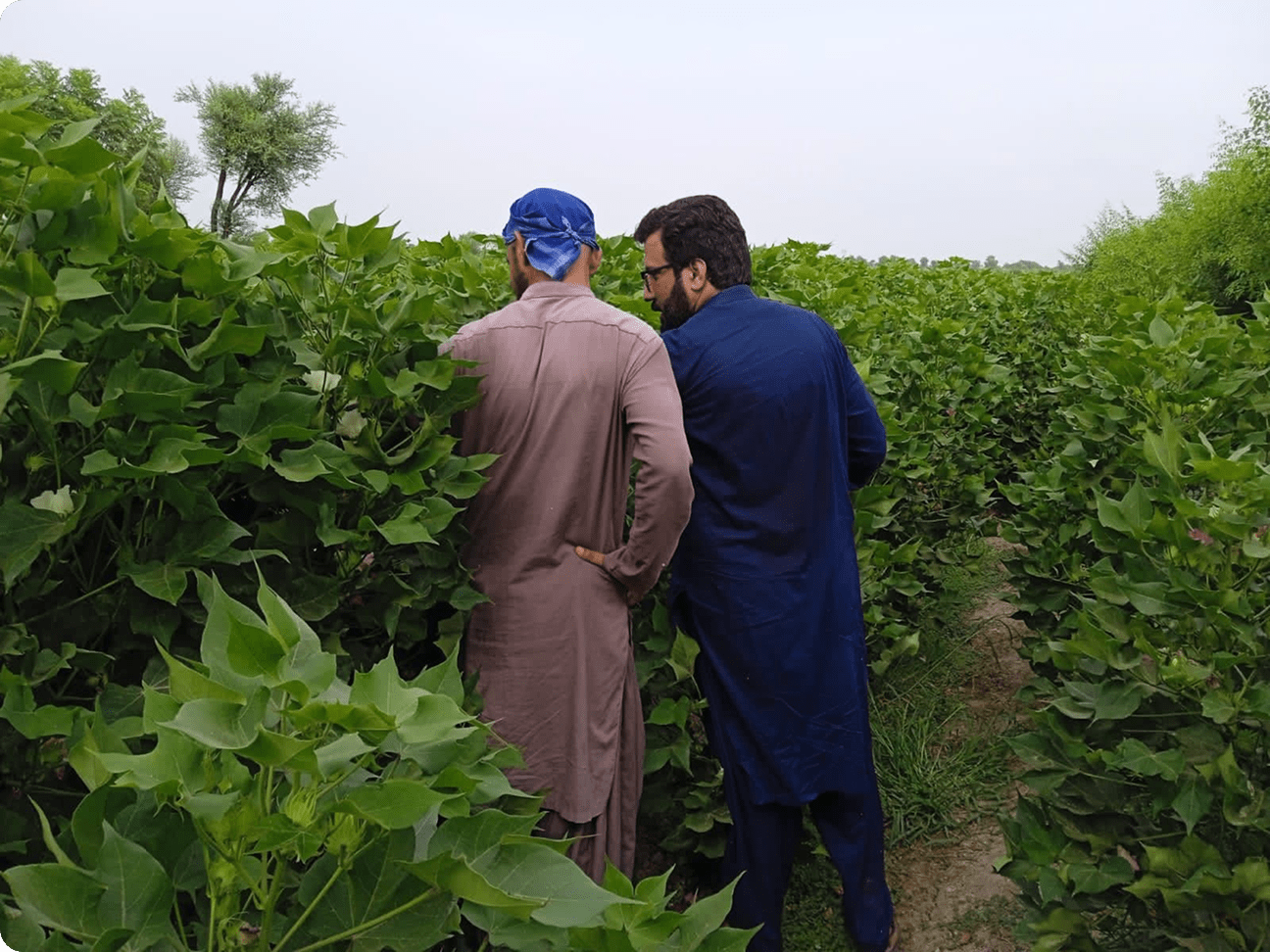 Kissan Dost Program