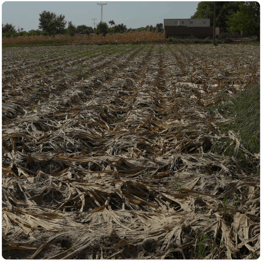 Through the camera lens mobile image 5