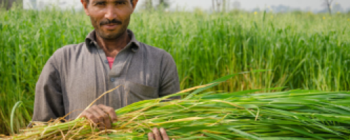 Celebrating with our farmers during the holy month of Ramadan, as we work to break barriers and empower our communities for a better future